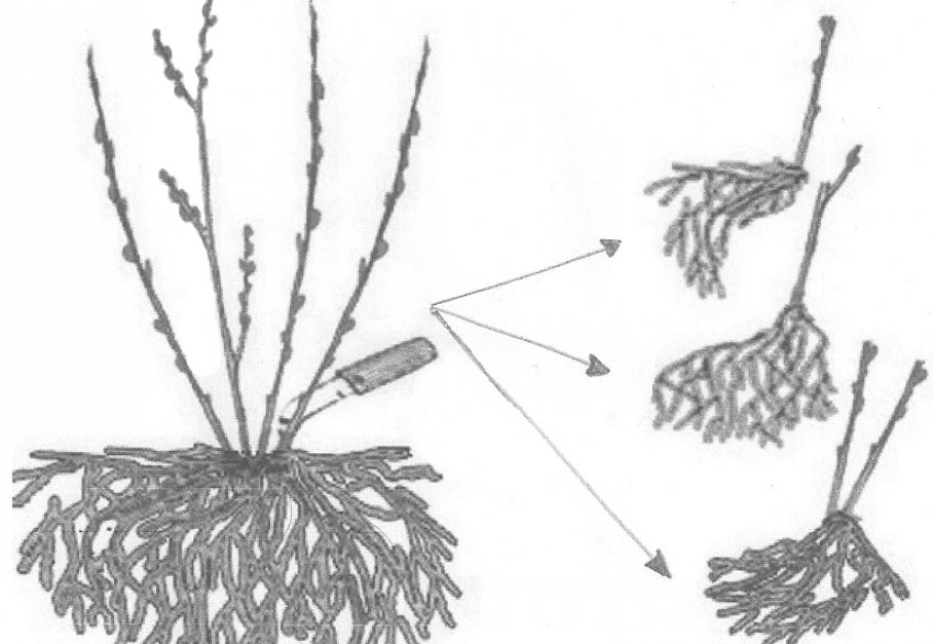 Ділення куща
