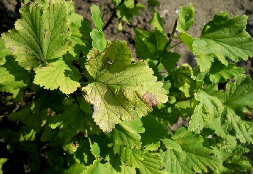 Септоріоз на аґрусі