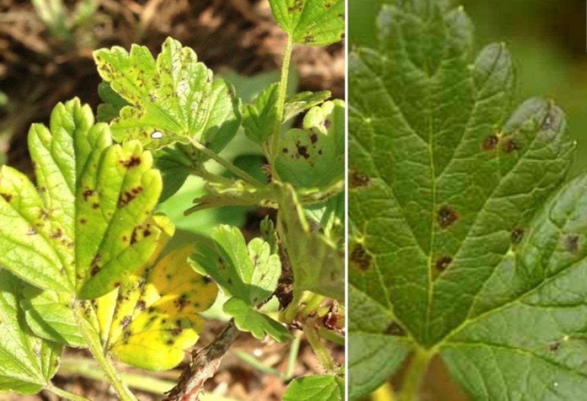 Антракноз на аґрусі