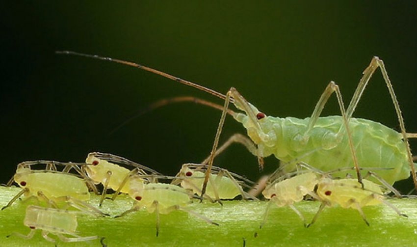 Попелиця на аґрусі