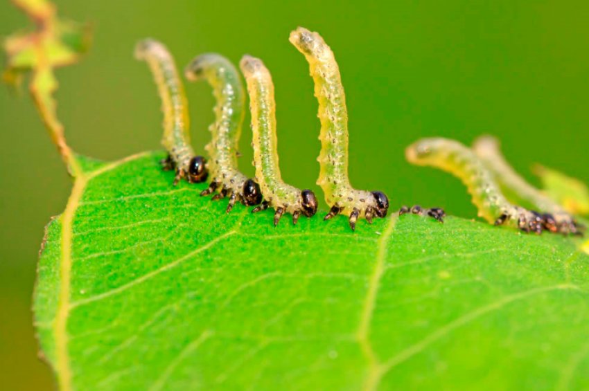 Пильщик на аґрусі