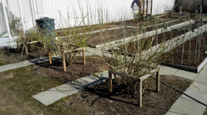 Кустодержатель для кущів аґрусу