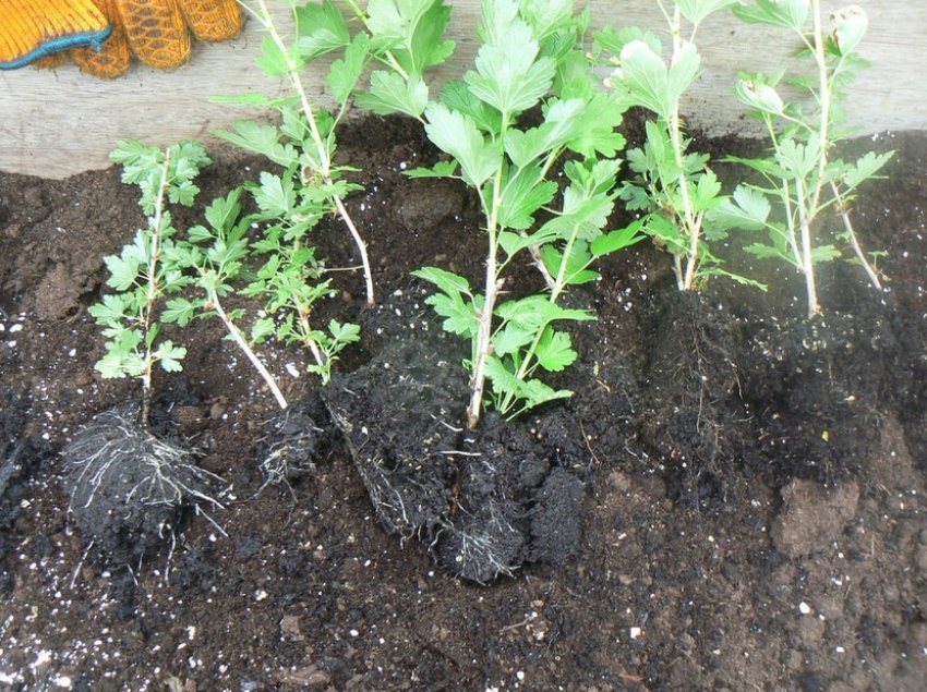 Саджанці агрусу