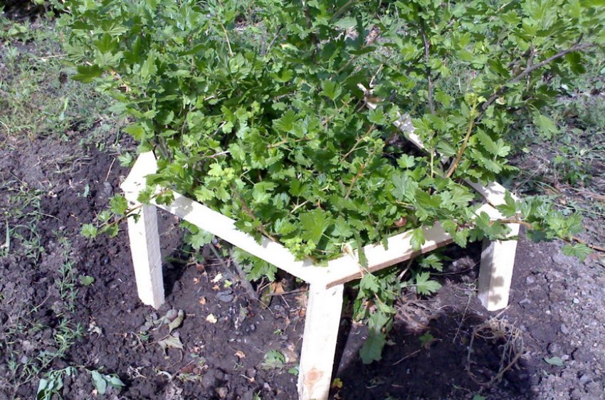 Опора для аґрусу