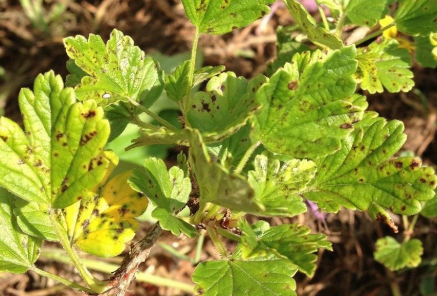 Плямистість листя агрусу