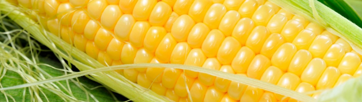 Рекордні площі засіяли зерновими і зернобобовими культурами Чернігівські аграрії