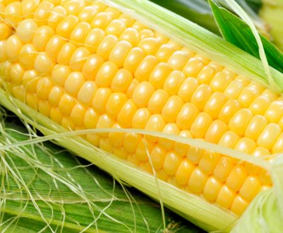 Рекордні площі засіяли зерновими і зернобобовими культурами Чернігівські аграрії 