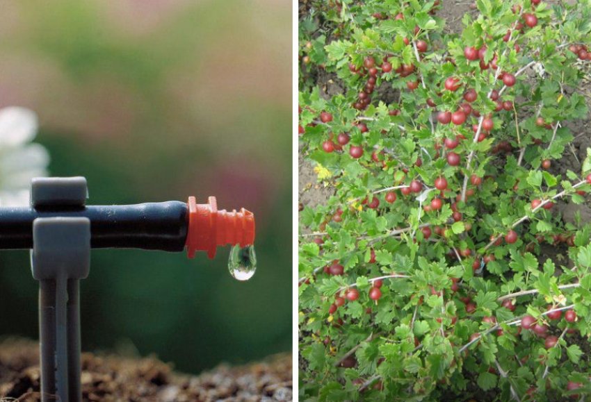 Крапельний полив агрусу
