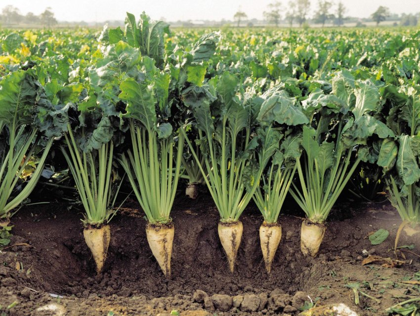 Рекордні площі засіяли зерновими і зернобобовими культурами Чернігівські аграрії Рекордні площі засіяли зерновими і зернобобовими культурами Чернігівські аграрії