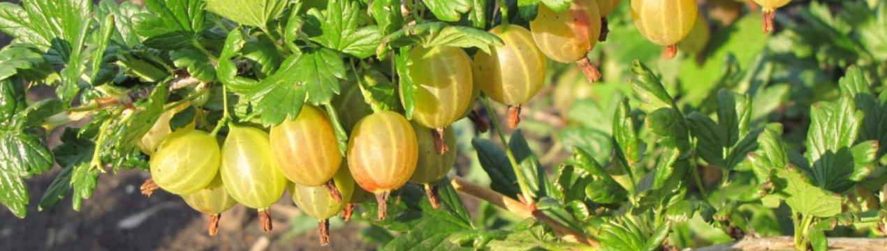 Розмноження аґрусу: способи, їх переваги та недоліки