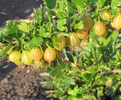 Розмноження аґрусу: способи, їх переваги та недоліки