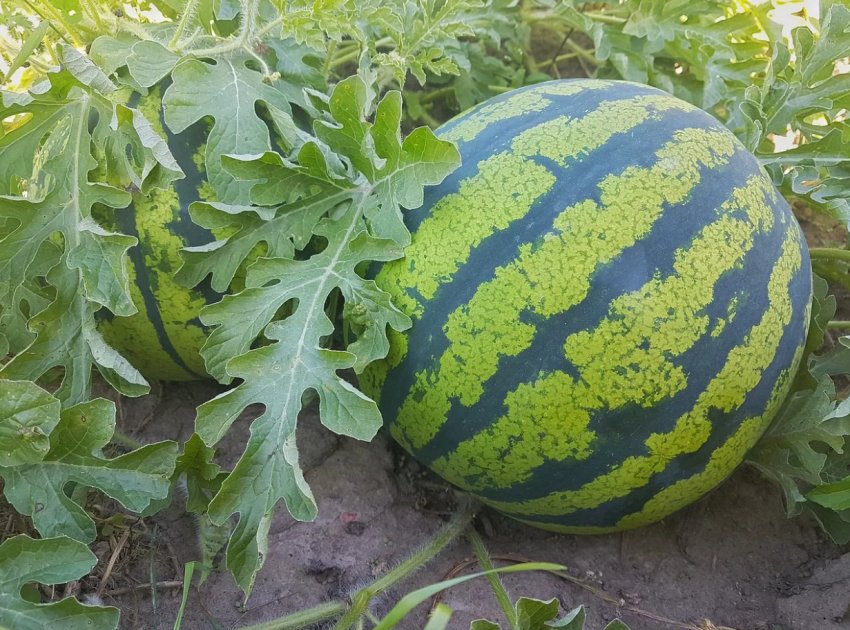 Сезон кавунів в Західній Україні відкрила узбецька продукція Сезон кавунів в Західній Україні відкрила узбецька продукція