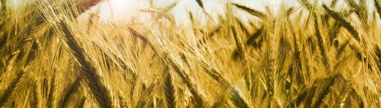 На Запоріжжі згоріло 15 га пшениці