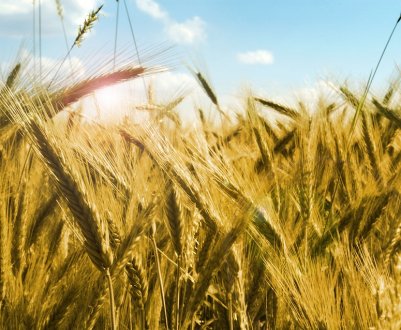 На Запоріжжі згоріло 15 га пшениці