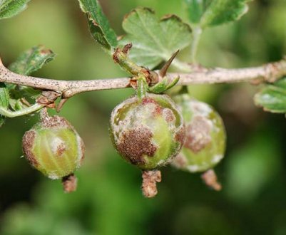 Що можна зробити, якщо ягоди агрусу вкрилися коричневим нальотом