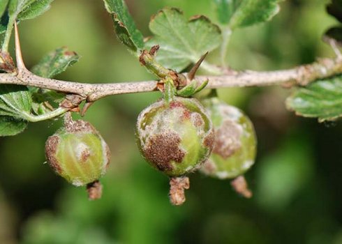 Що можна зробити, якщо ягоди агрусу вкрилися коричневим нальотом