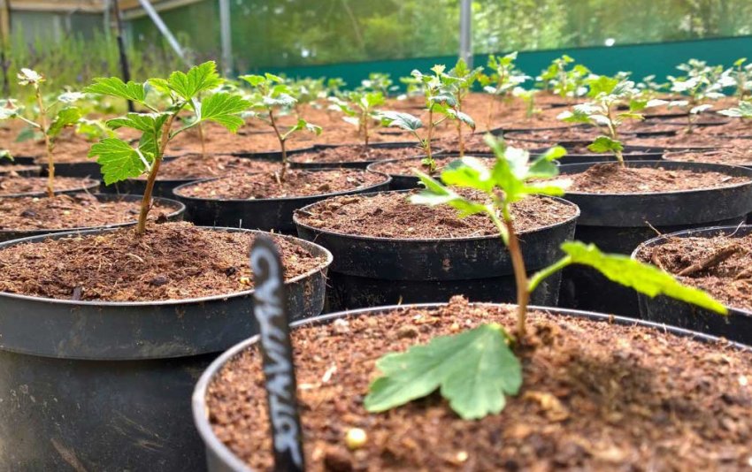 Комбіноване живцювання