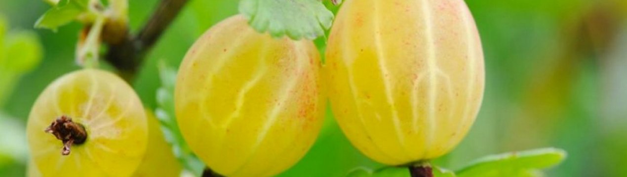 Агрус Білі ночі: характеристика, особливості вирощування і розмноження