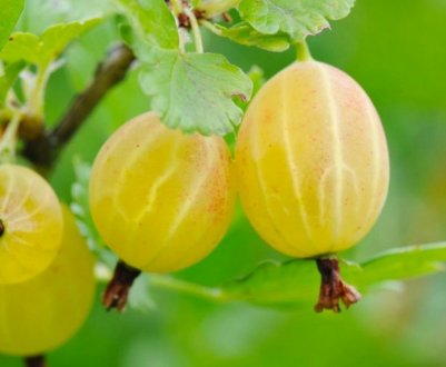 Агрус Білі ночі: характеристика, особливості вирощування і розмноження