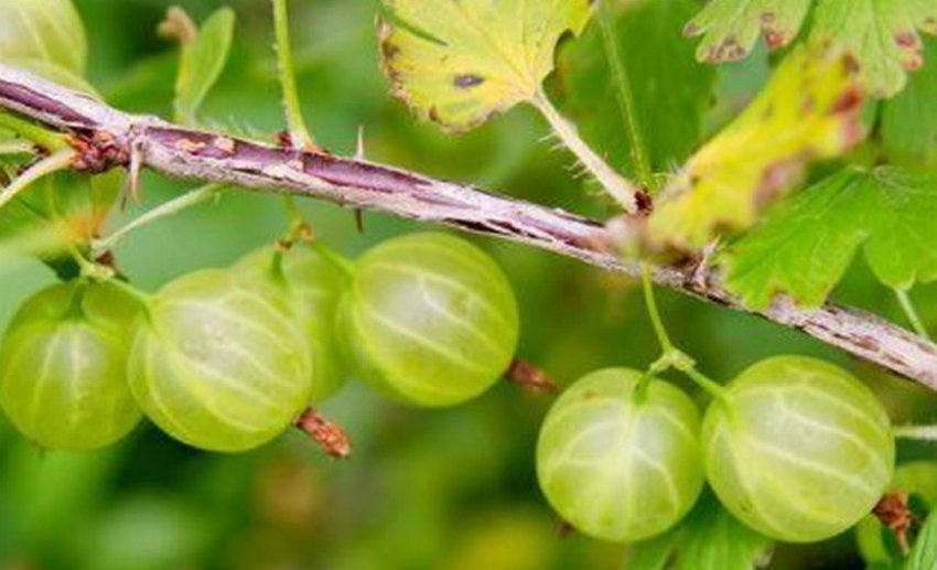 Плодоносний стебло агрусу Білі ночі