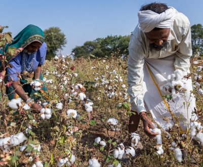 Індійські фермери на знак протесту посіяли заборонений сорт бавовни