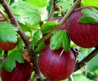 Парша на аґрусі — як позбутися: чим обприскати або обробити