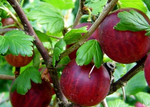 Парша на аґрусі — як позбутися: чим обприскати або обробити