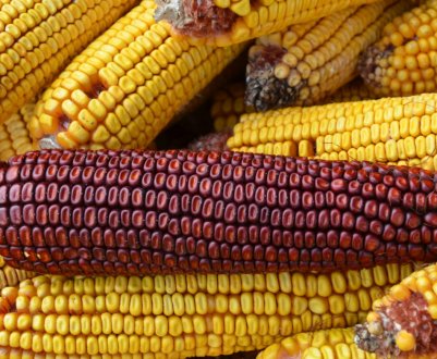 Полтавський виробник насіння збільшить виробничі потужності