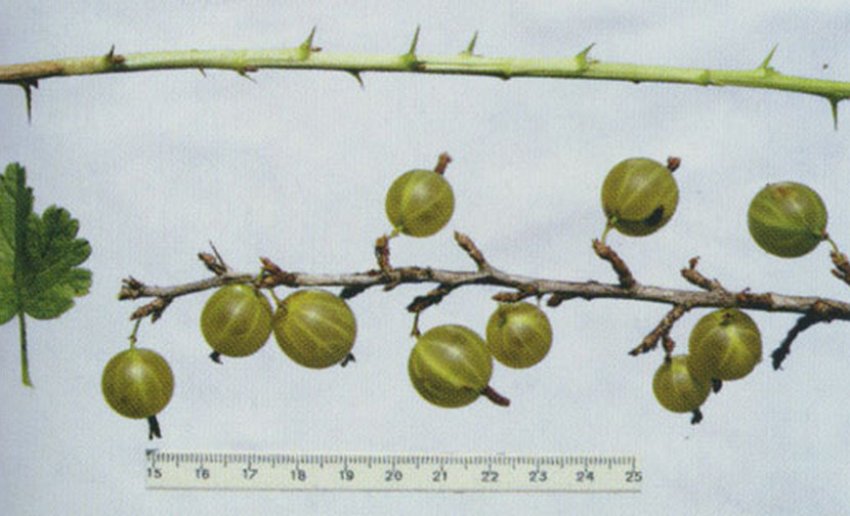 Агрус Білі ночі