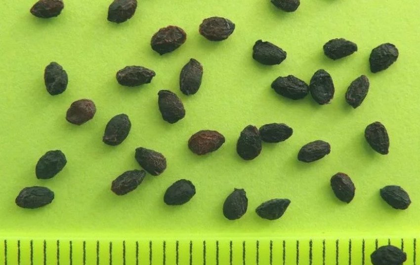 Насіння агрусу