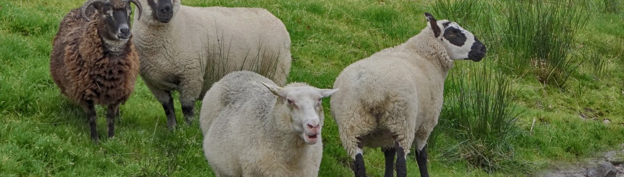 В Ірландії у вівчарстві «низькі інвестиції»