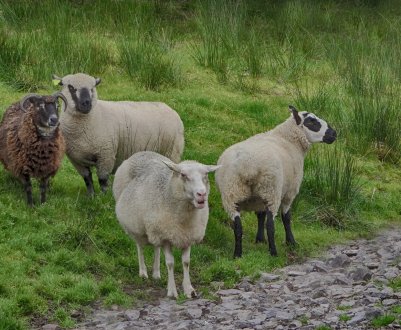 В Ірландії у вівчарстві «низькі інвестиції»