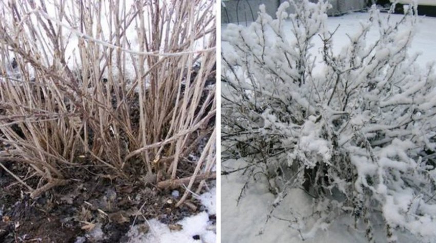 Кущ аґрусу взимку