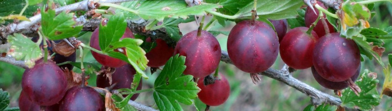 Агрус Консул: характеристика, особливості вирощування і розмноження