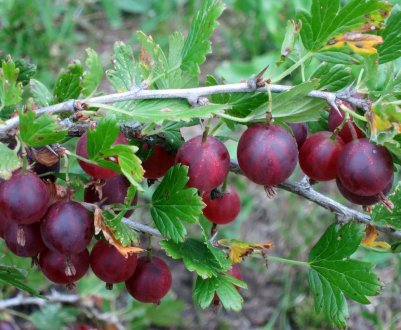 Агрус Консул: характеристика, особливості вирощування і розмноження