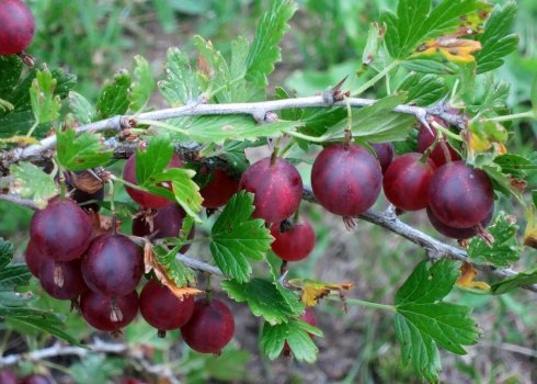 Крыжовник Консул: характеристика, особенности выращивания и размножения