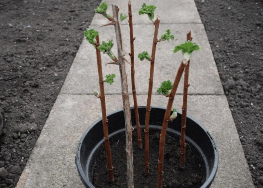 Розмноження аґрусу живцями