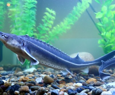 Підмосковні рибоводи почнуть масове вирощування осетра, сазана і стерляді 