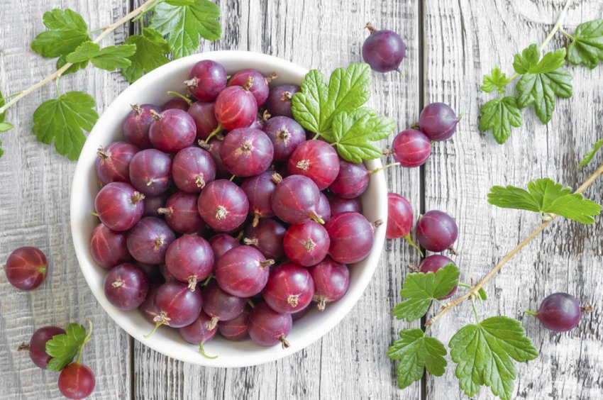 Збір агрусу Консул