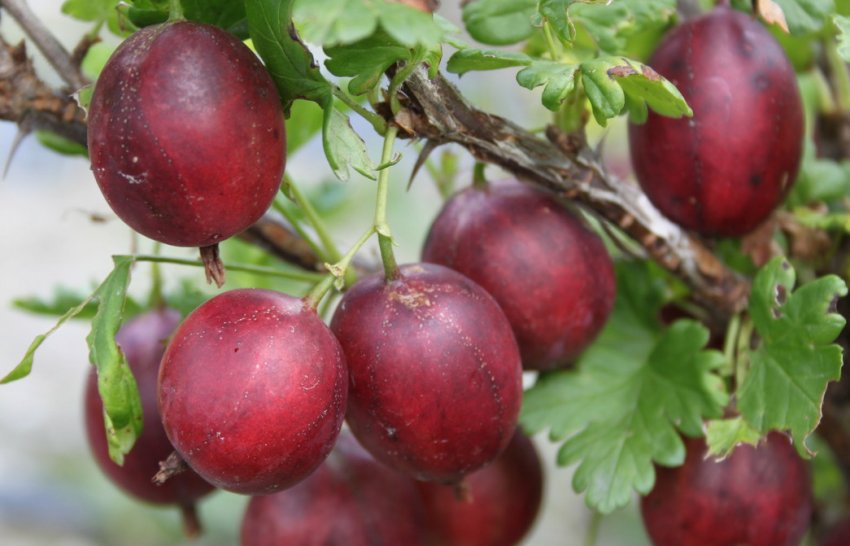 Агрус сорти Консул