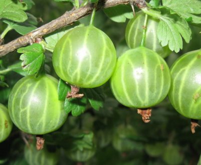 Агрус Малахіт: характеристика, особливості вирощування і розмноження