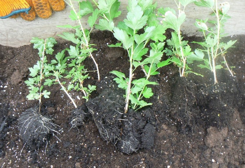 Саджанці агрусу