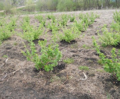 Відстань між аґрусом, рядами, як правильно садити