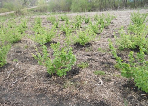 Відстань між аґрусом, рядами, як правильно садити