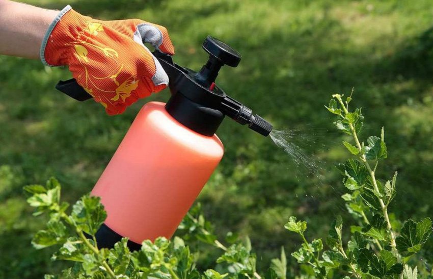 Обприскування агрусу фунгіцидами