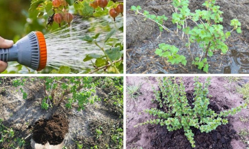 Догляд за агрусом Білі ночі