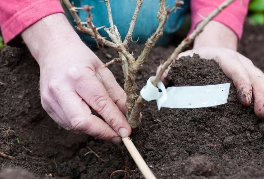 Осіння посадка агрусу