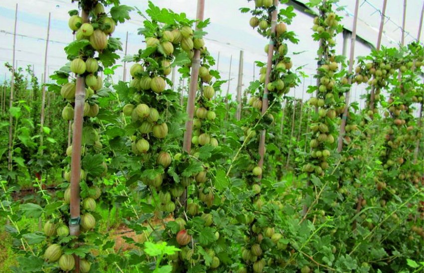 Підв'язка агрусу до шпалери