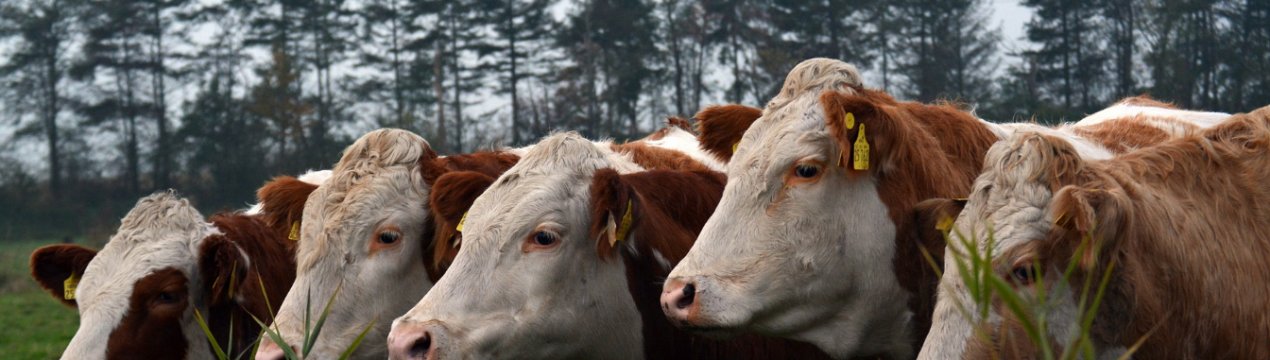 Челябінських скотарів будуть штрафувати за випас тварин на клумбах і газонах