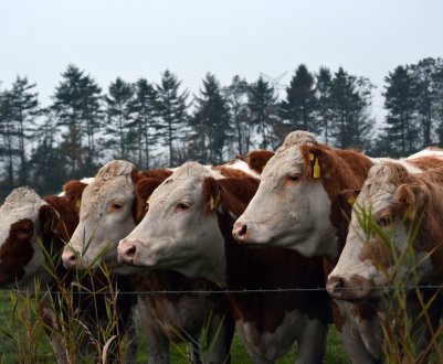 Челябінських скотарів будуть штрафувати за випас тварин на клумбах і газонах